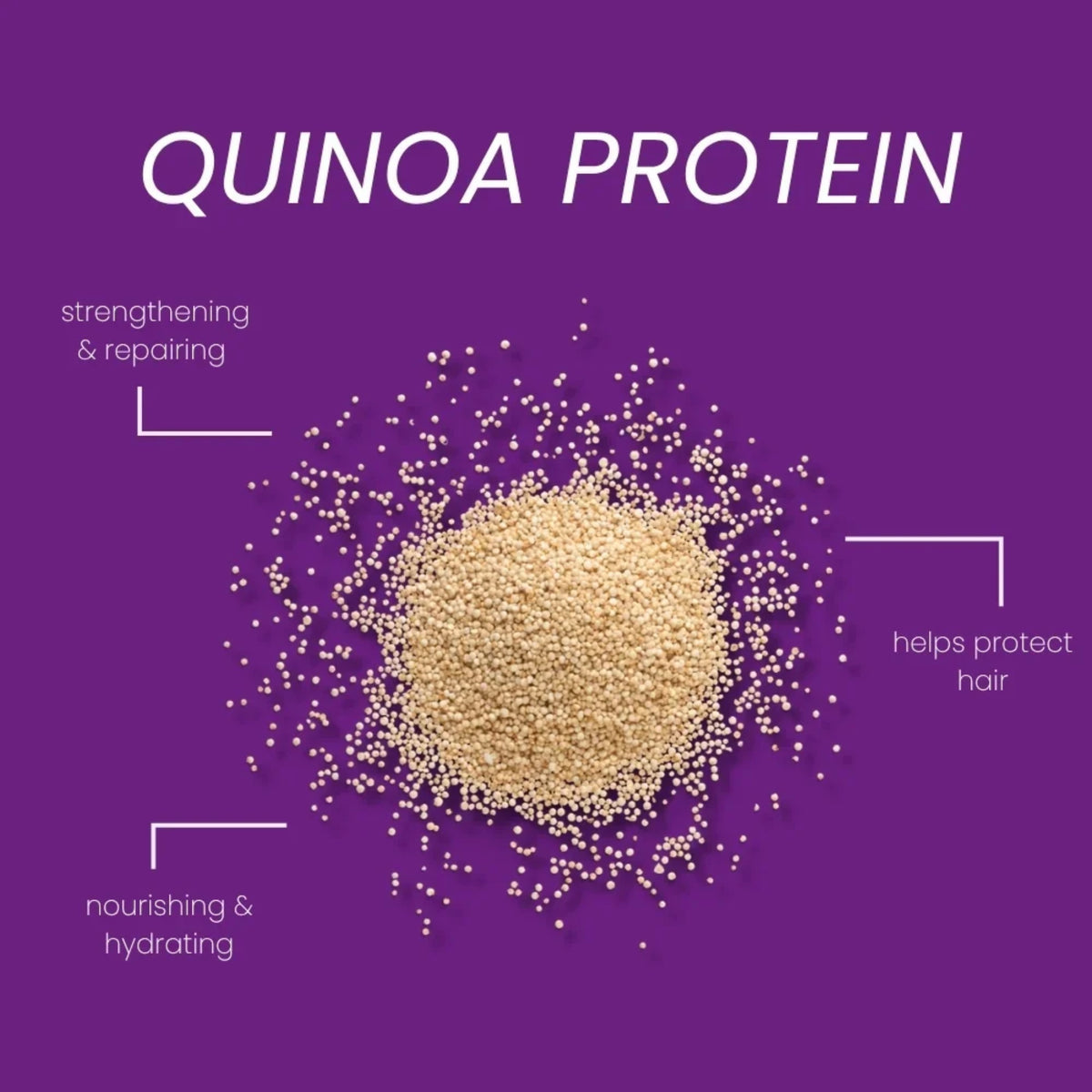 Quinoa protein-korn hobet på lilla baggrund – styrker, nærer og beskytter hår.