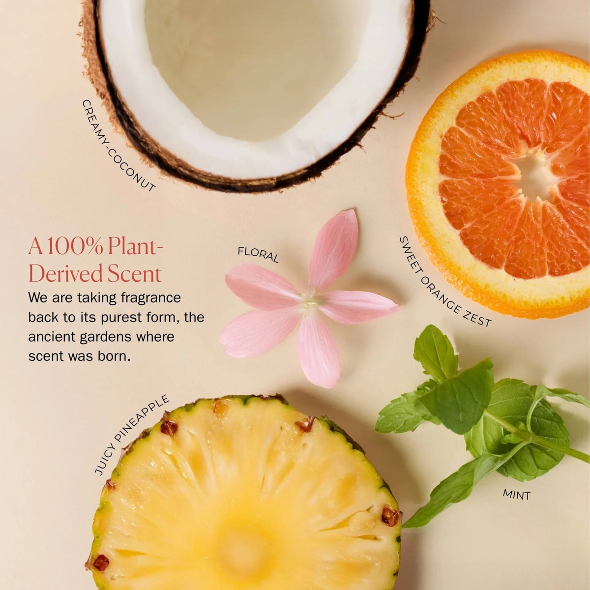 Creamy Coconut plant-derived scent with fresh grapefruit, mint, pineapple and floral notes displayed with natural ingredients on beige background.