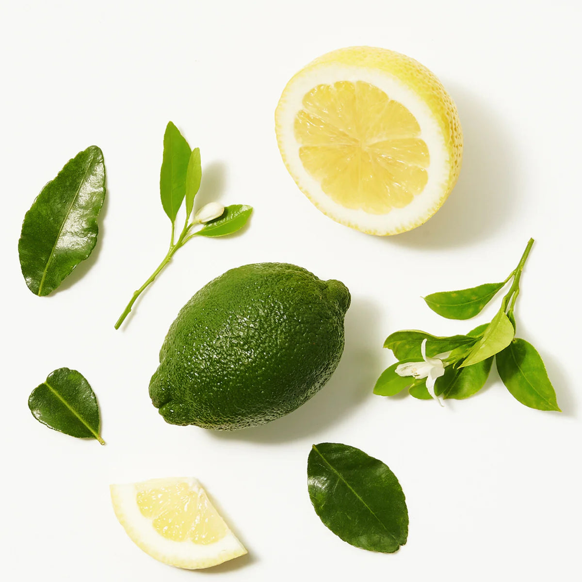 Halv og hel bergamot citrus med friske grønne blade og hvide blomster på hvid baggrund.